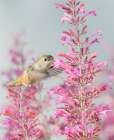 Calliope hummingbird feeding on agastache flowers, New Mexico. Art Print